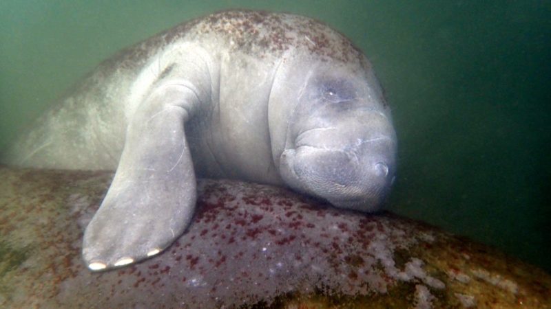 Cool and Interesting Facts about Florida Manatees (Part 8)… Are the