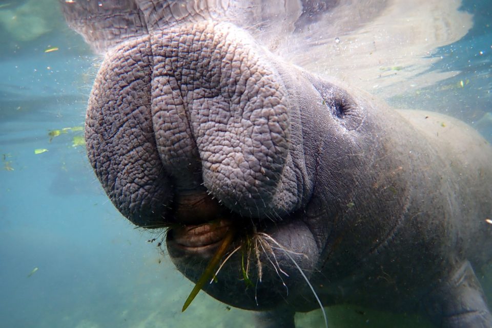 Manatee Facts – Recap (Part 2) | Kobee Manatee