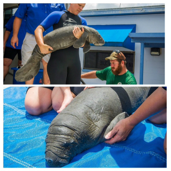 SeaWorld Manatee Rescue 7 23 2014