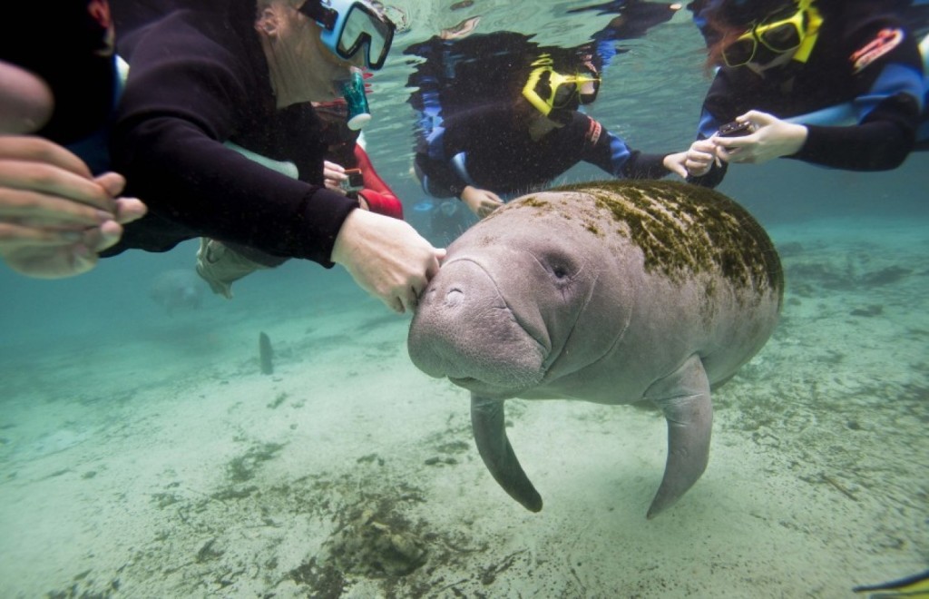 Fed Agency Under Fire for Manatee Interaction - Kobee Manatee