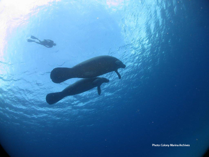 Are Florida Manatees Enjoying Winter in Cuba? - Kobee Manatee