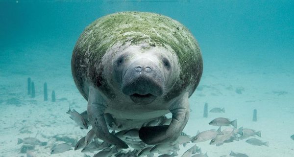 Manatee Interaction: Look, but Don’t Touch! - Kobee Manatee