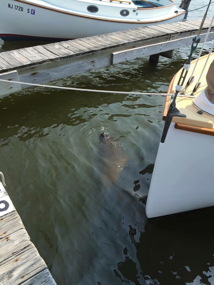 Manatee News 9 2 2015