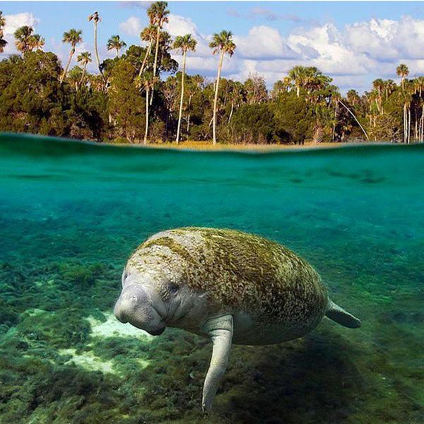Cool And Interesting Facts About Florida Manatees Part 1 Kobee Manatee