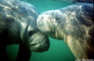 Manatee News 3 8 2016