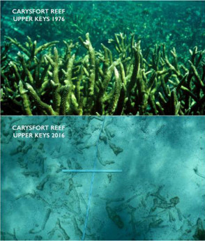 This two-picture combo provided by the University of Miami, top, and Chris Langdon, shows the Carysfort Reef in Florida in 1976 and 2016. Increasingly acidic seawater from global warming is now dissolving a tiny part of the limestone framework for delicate coral reef in the upper Florida Keys, much earlier than scientists expected, a new study found. ( Chris Langdon and the University of Miami via AP)