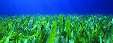 Seagrass (U.S. National Park Service)