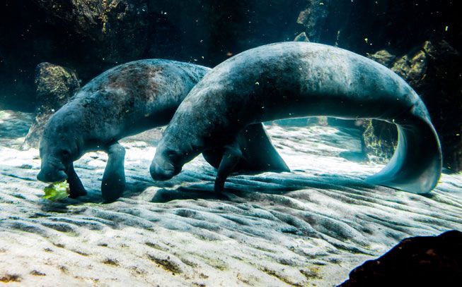 11 Marvelous Manatee Facts – Part 1 - Kobee Manatee
