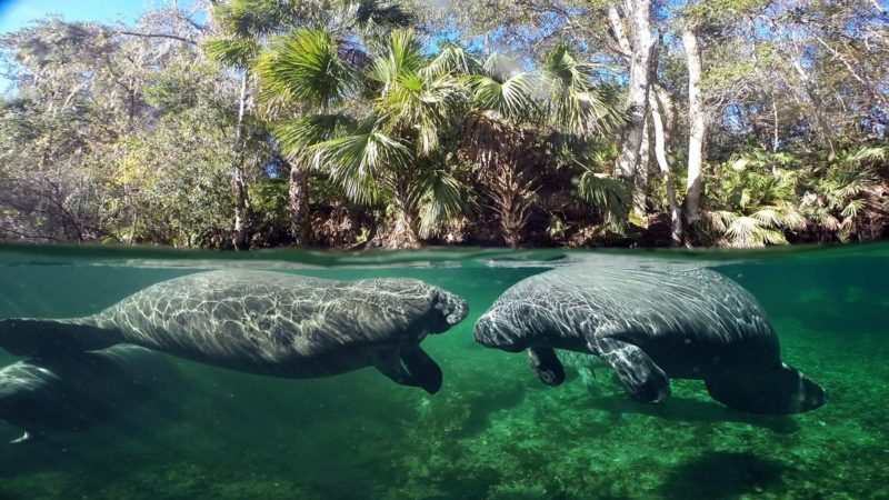 Manatee Facts – Recap (Part 1) - Kobee Manatee