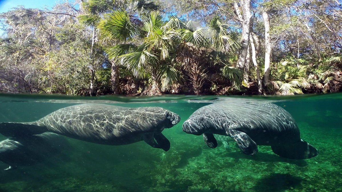 Amazonian Manatee Habitat